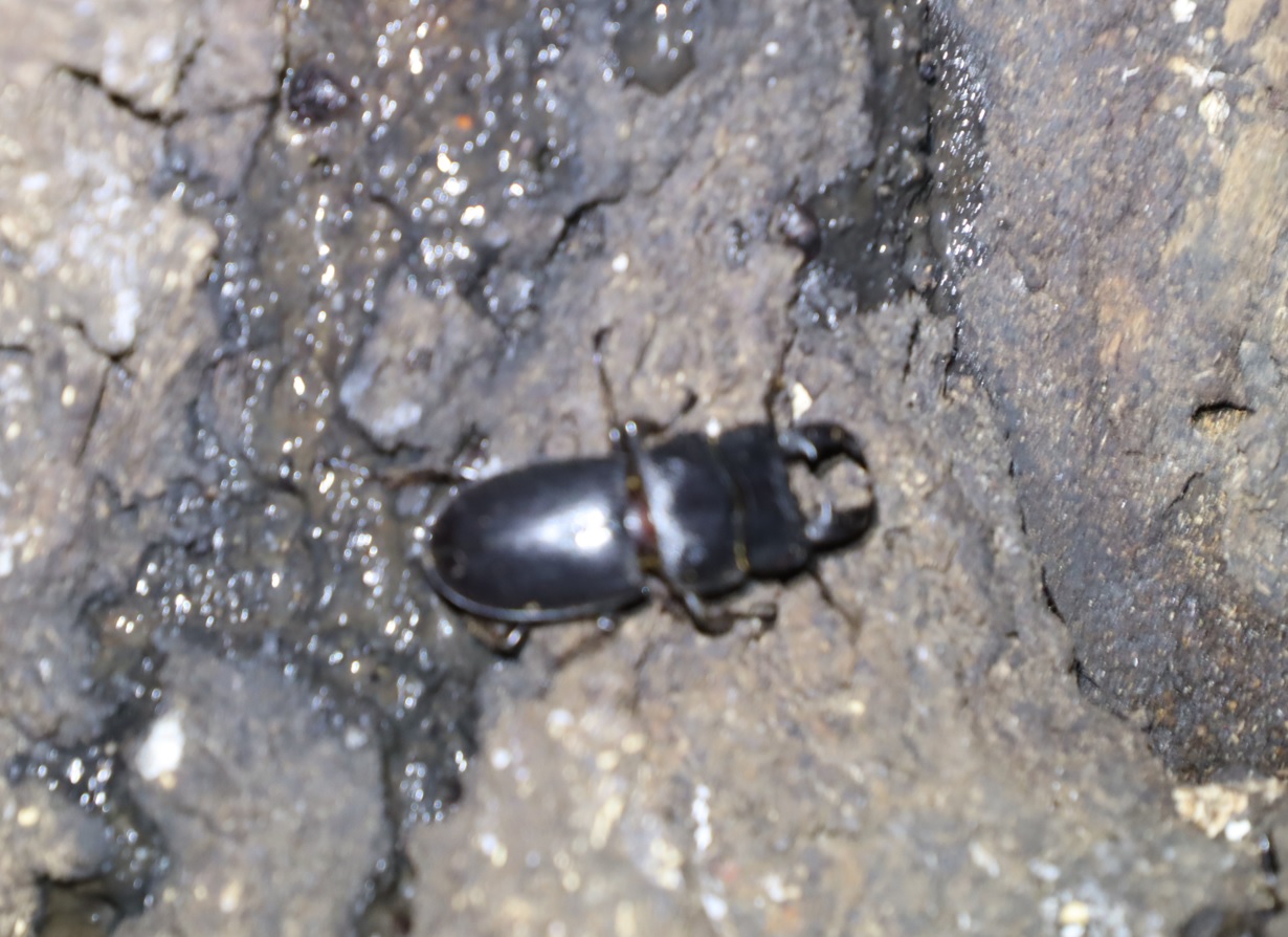 ヒラタクワガタ2♂（45mm）_No7のクヌギ_クワガタ達のオアシス_2023年7月18日19時45分 気温31度